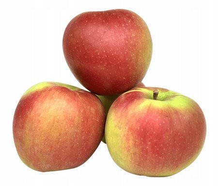 Сорт яблони Красное раннее – описание, фото
