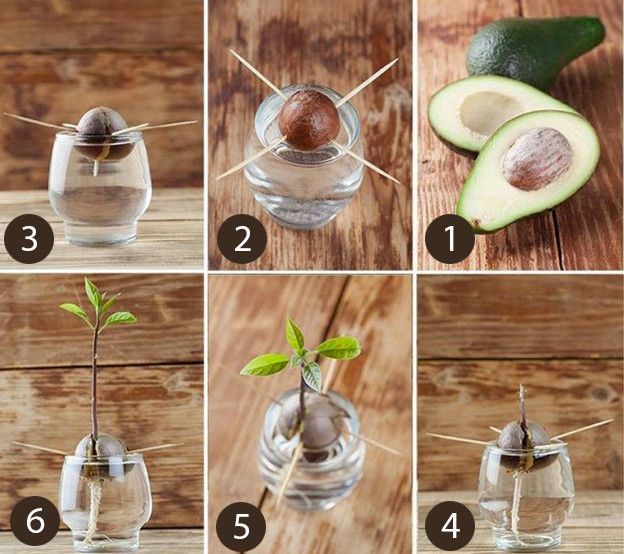 Как вырастить авокадо из косточки в домашних условиях в горшке — пошаговое руководство