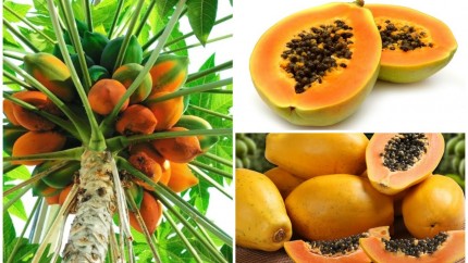 Что за фрукт папайя