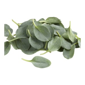 Листья устриц OYSTER LEAVES