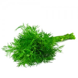 Укроп импорный