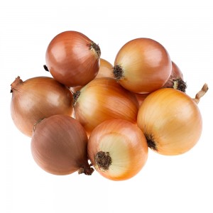 Цибуля ріпчаста