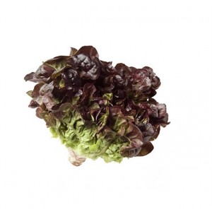 Салат дубовий лист червоний Україна