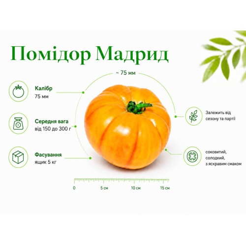 Помидор Мадрид