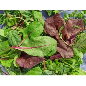 Салат Беби Микс, 100 г