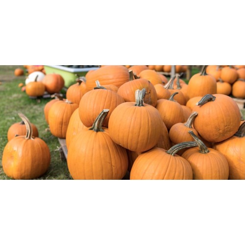 Тыква декоративная для украшения