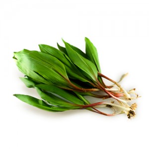 Черемша весовая