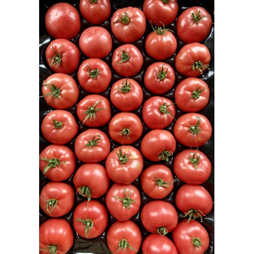 Помидор розовый