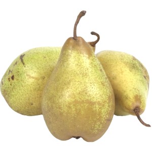 Груша Ксенія