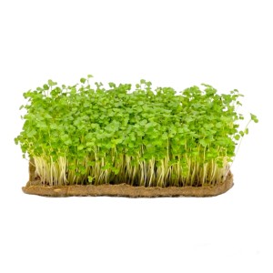 Микрогрин брокколи, 50 г