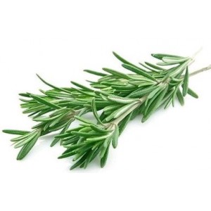 Розмарин импортный