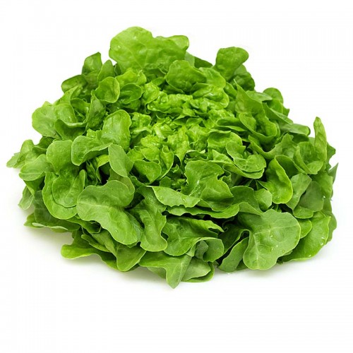 Салат дубовый лист зелёный