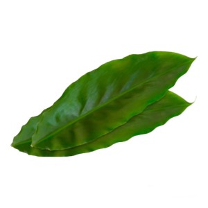 Листья кардамона (Cardamom leaves)