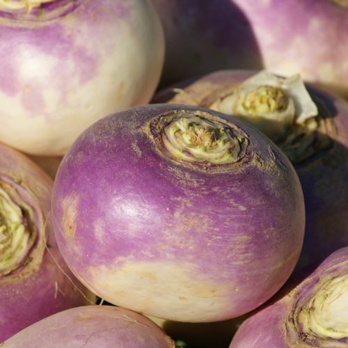 Редька Ред Мит (Глаз Дракона)