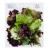 Мікс салат №1 (росса, біонда, рукола, фрізе) 250г