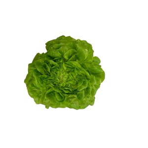 Салат Моно зелений