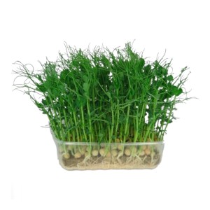 Микрогрин проростки гороха, 250 г