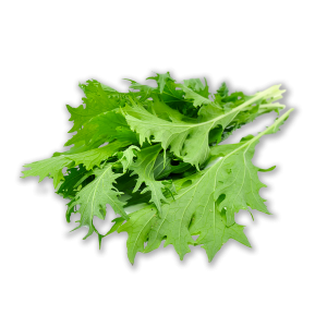 Лист горчицы зеленый