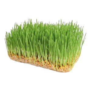 Микрогрин пшеницы, 50 г