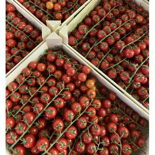 Помидор черри Амор