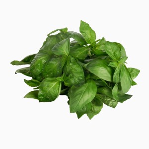 Базилік зелений Україна