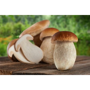 Белый гриб свежий
