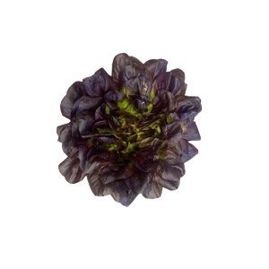 Салат Моно червоний 