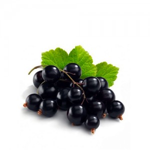 Смородина чорна