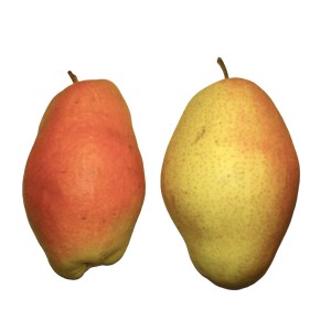 Груша Киргизька