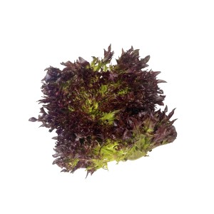 Салат Винтекс