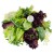Микс салат №6 (бионда, росса, шпинат, руккола, фризе) 250г